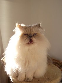 Perserkatze Müschle